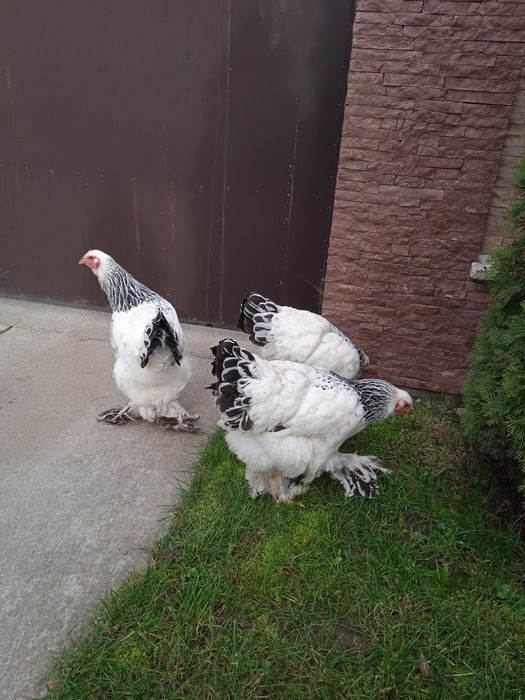 Кури Світлої брами