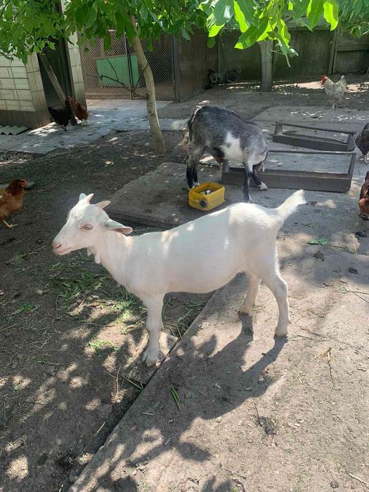 Коза ( козочка) , зааненська порода