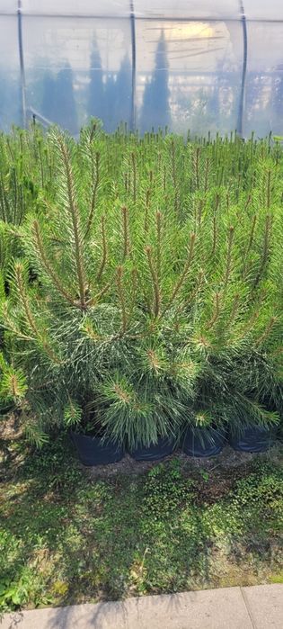 Sosna żółta 100-500 cm  Pinus Nigra austriacka czarna