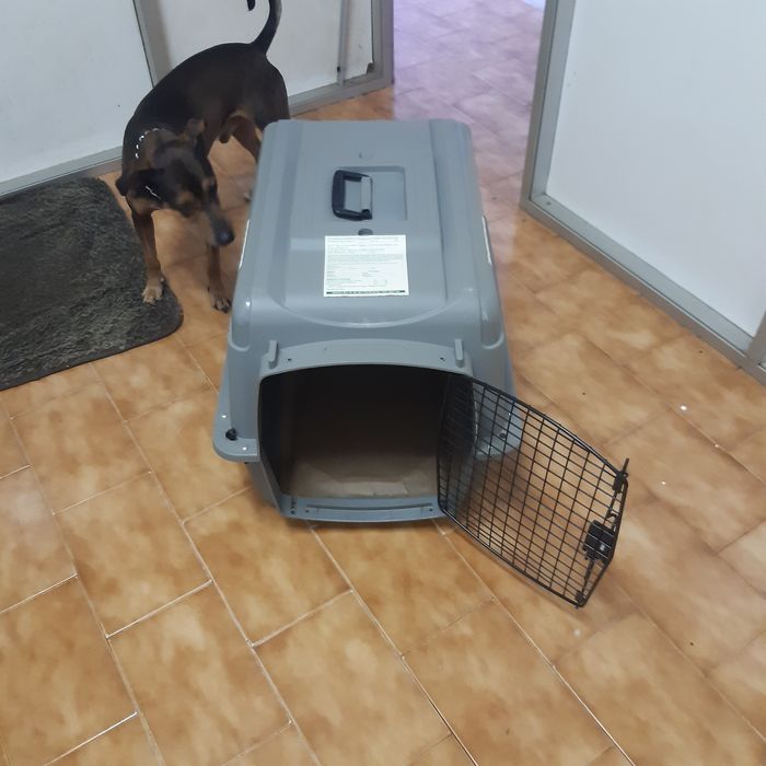 Petmate 00200 adequado para cães de 12 a 16 kg