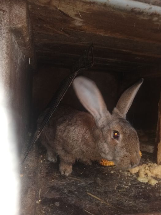 Króliki Samce i Samice mieszane