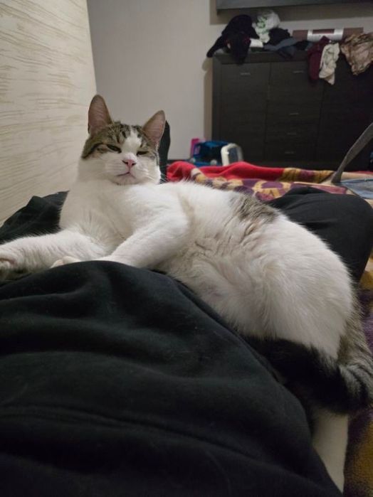 Kot szuka domu kociak do adopcji