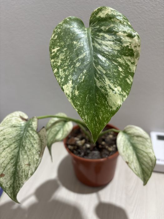 Monstera white mint