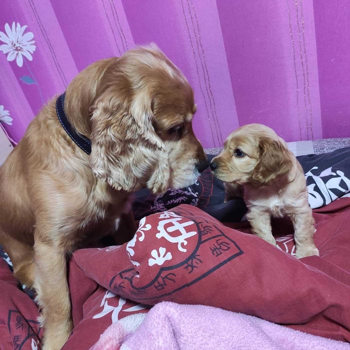 Английский кокер спаниель ищет подружку. Вязка! Читайте объявление!