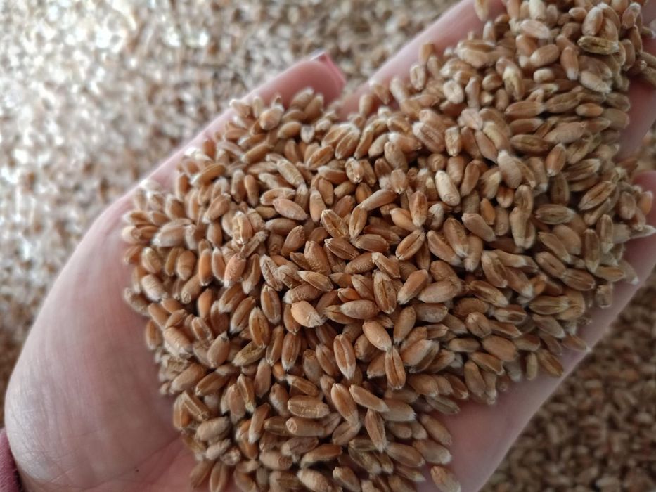 Pszenica jara Tybalt