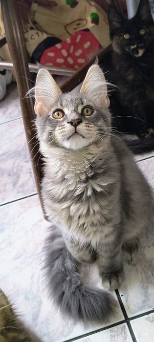 Maine coon -gotowy do odbioru
