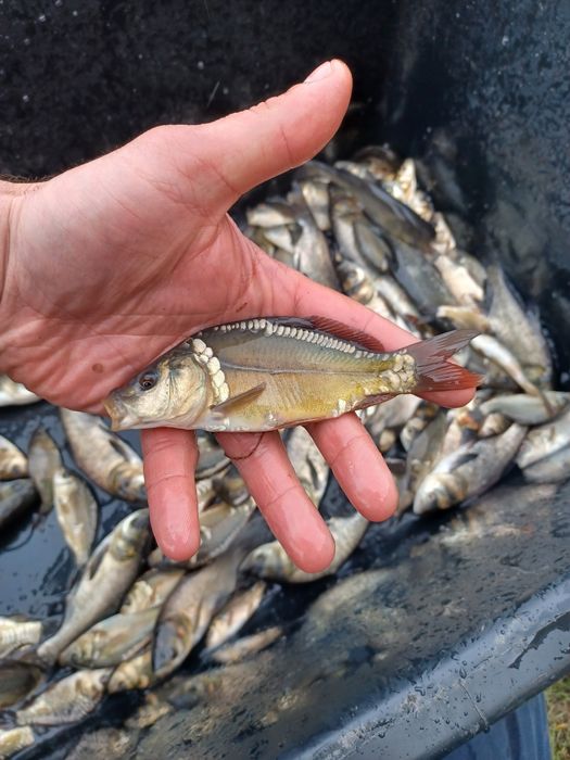 Karp narybek/kroczek. Lin,Amur,Płoć,Sandacz.