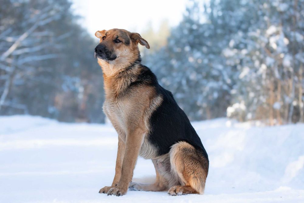 CCAMARO - duży, łagodny, przytulaśny