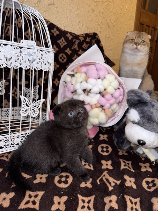 золота шиншила шоколадний хлопчик