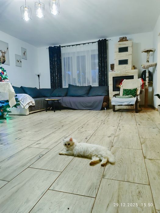 Opieka nad zwierzętami 7/24 również w Sylwestra i Nowy Rok