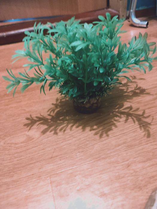 Akwarystyka do akwarium to co na zdjeciu