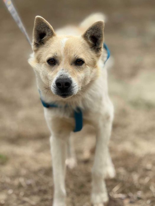 Nieśmiały na początku, wyjątkowy na zawsze – Szczypior do adopcji