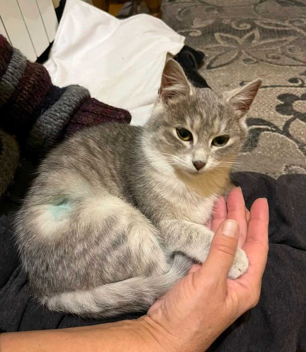 Зникла кішка вул Вовчинецька 194 Франківськ