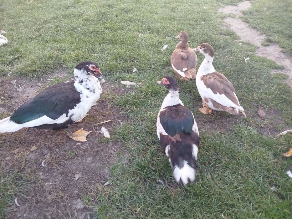 Індокачка, качур шипун, качки