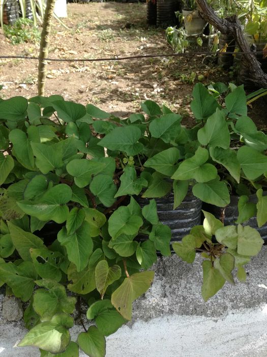 Batata doce - plantada