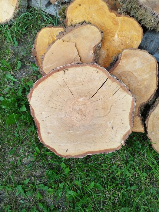 Krążki, plastry z drewna naturalnego
