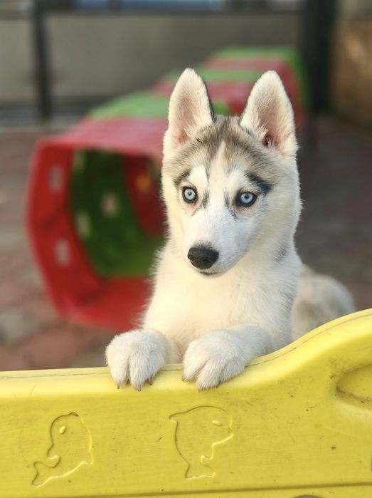 Красуня хаскі , дівчина