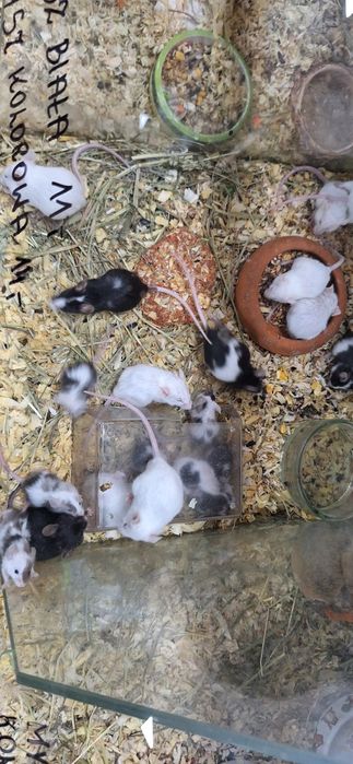 Myszki łaciate i białe.