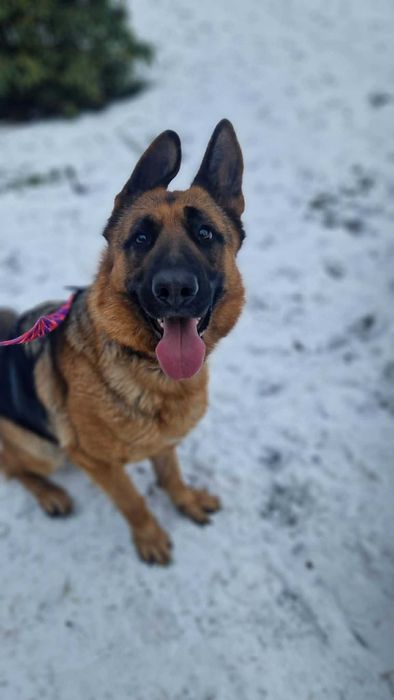 Bardzo pilnie oddam owczarka niemieckiego