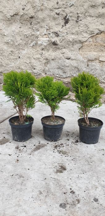 PROMOCJA!!! Tuja szmaragd 100cm!! Ogrodzenie żywopłot!!