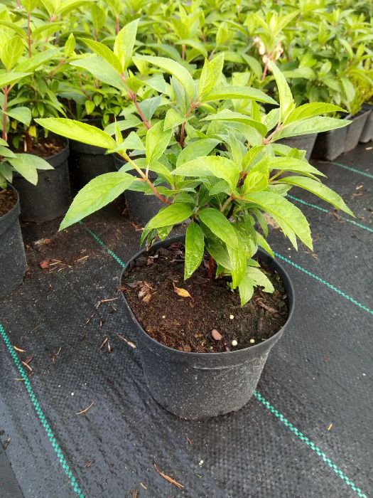 Hortensja Anabelle  biała C2/C3