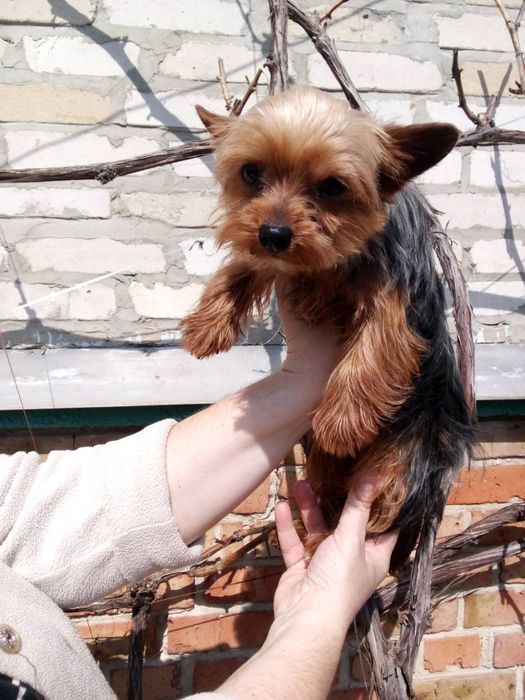 Вязка мини йорчик.