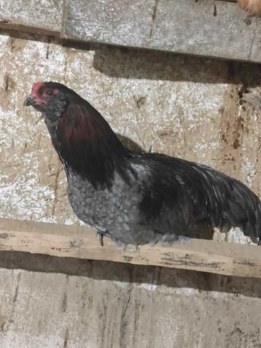 Півні Амераукана