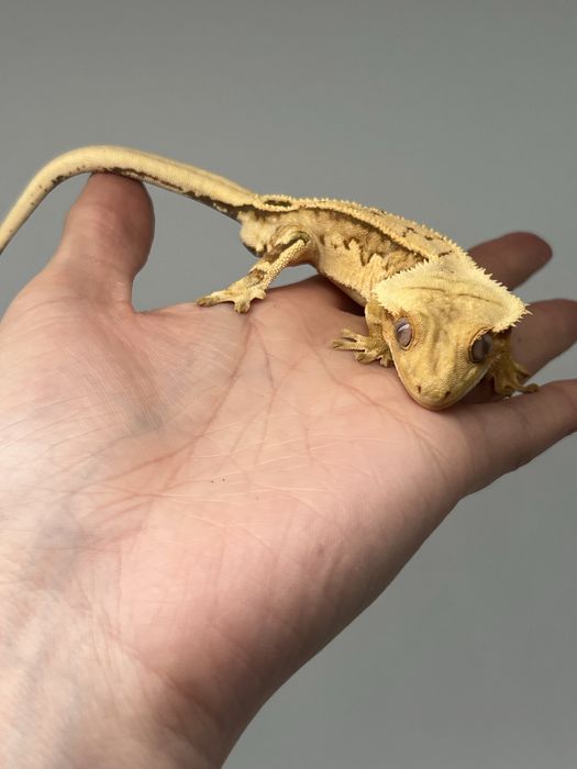 Gekon orzęsiony piękny samiec