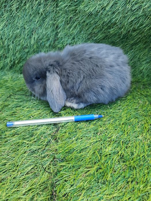 Coelhos anões várias raças