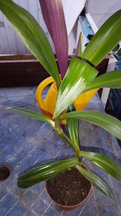 Традесканция Рео разноцветная