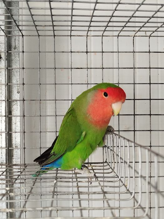 Vendo agapornis roseicollis longfheters