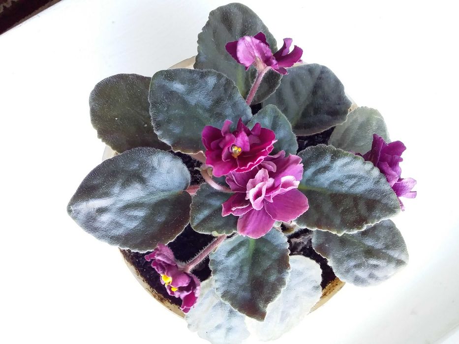 Комнатные растения