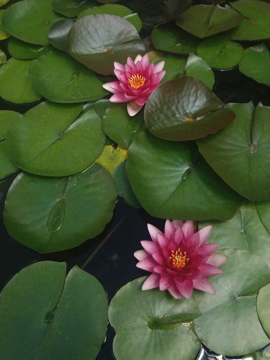 Nenúfar Rosa (Nymphaea) — Divisões para Lago | Várias Unidades