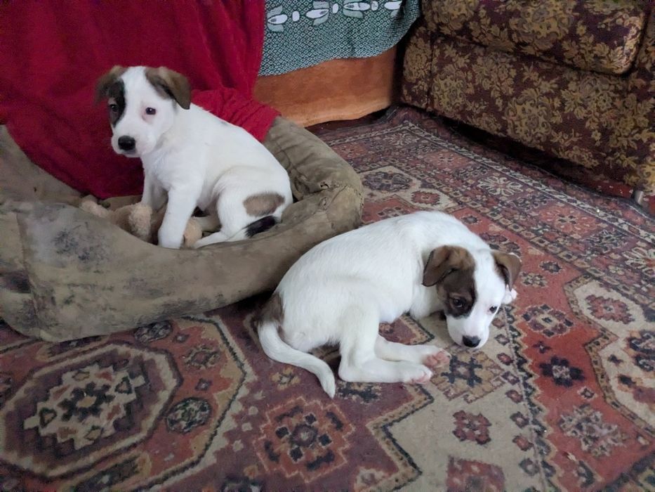 девочки в поисках семьи