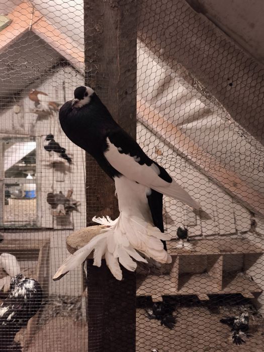 Garłacz czeski siodlaty