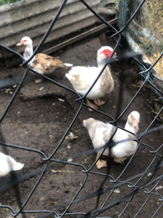 Продам качок і каченят шипунів
