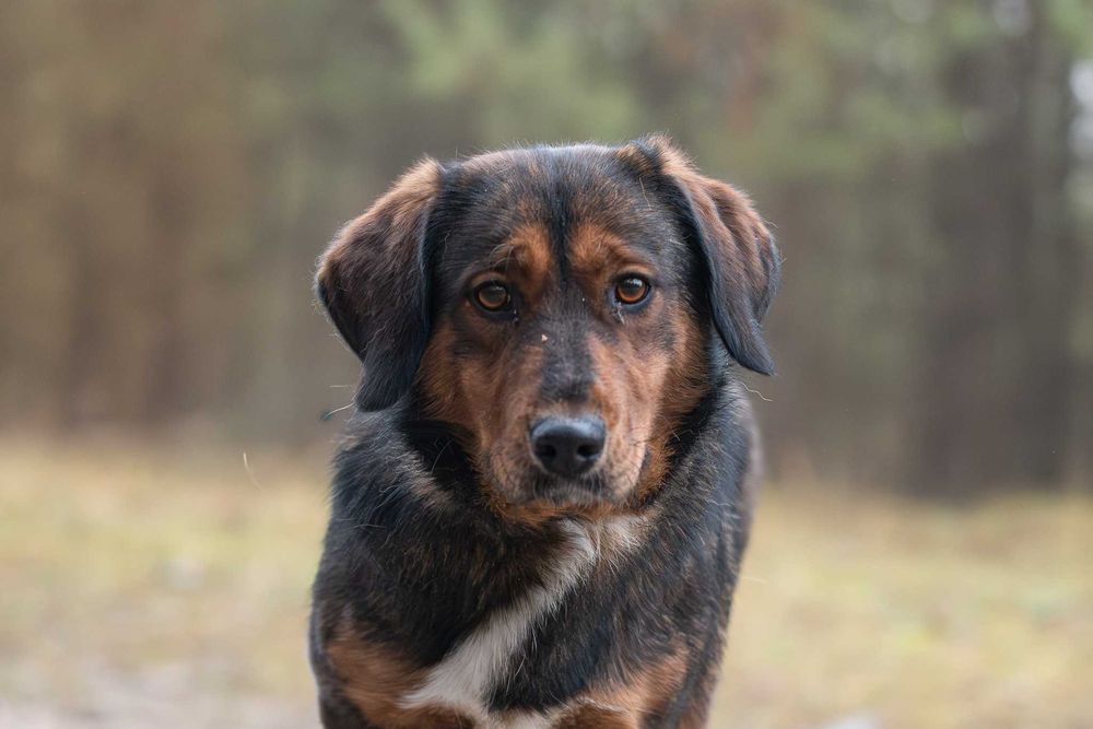 Raviolino: mądry, zdystansowany beaglowaty piękniś