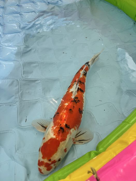 Carpa loi sanke 65/70cm
