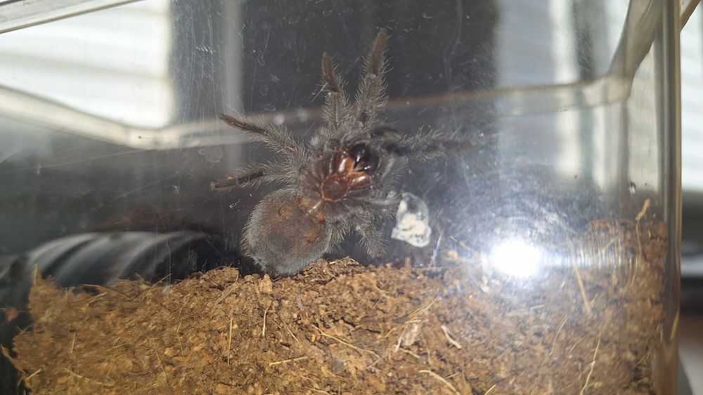 Grammostola Pulchra L6
