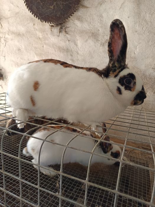 Samica REX trójbarwny