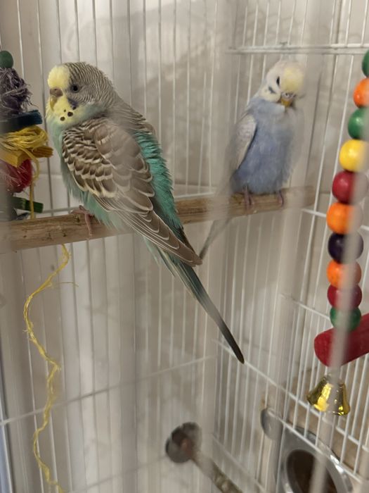 Piriquito australiano