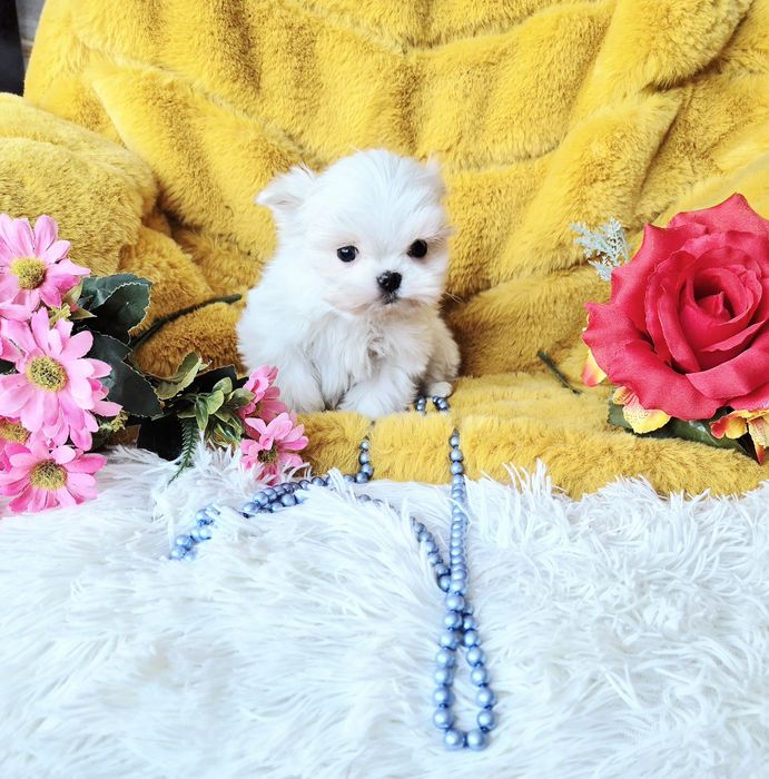 Śliczny Malutki Maltańczyk XXS