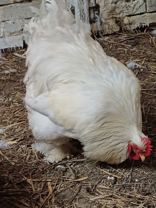Sprzedam koguta kochin olbrzym
