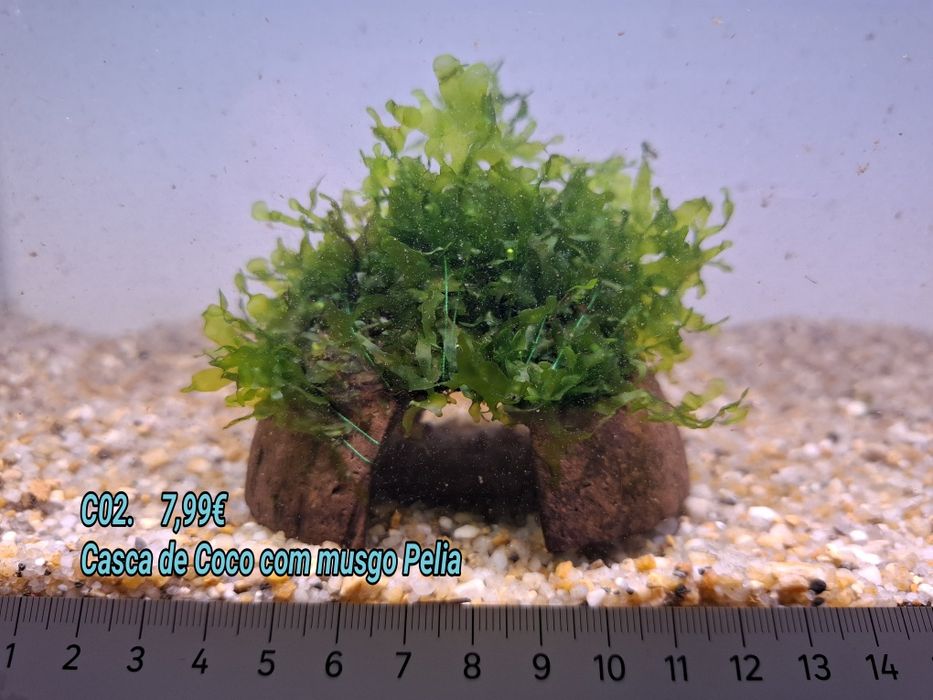 Casca de coco com musgo pellia (Aquário Plantas)