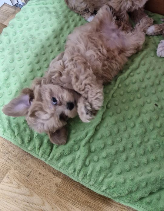 Maltipoo śliczny piesek