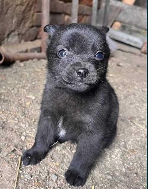 Шукаю дім для цуценят. Дві дівчинки