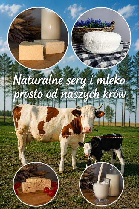 Naturalne sery i mleko prosto od naszych krów