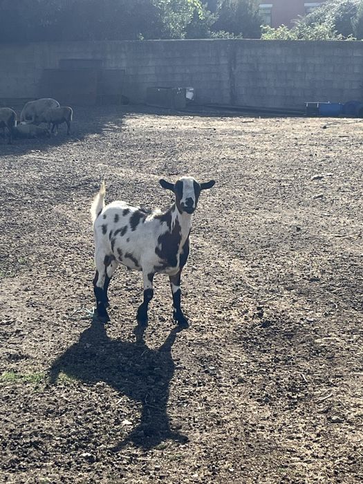 Macho Anão Castrado