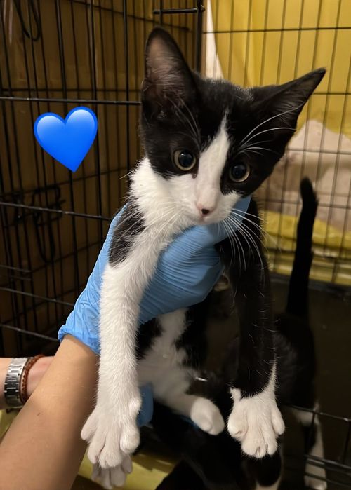 Gatinhos bebés para adoção responsável