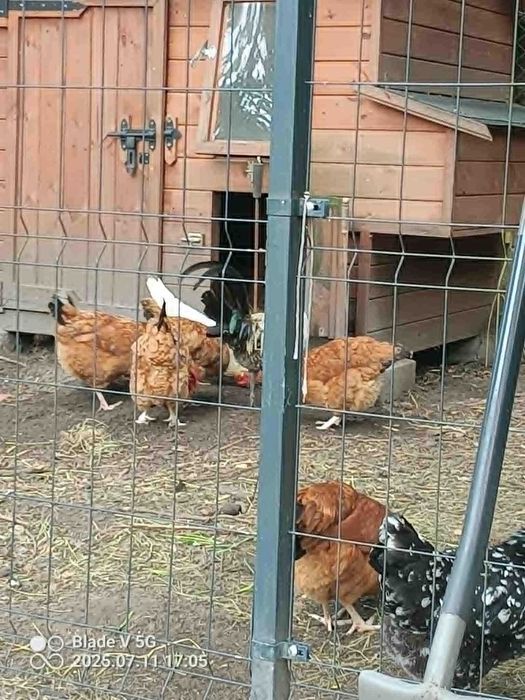 swieze,wiejskie jajka